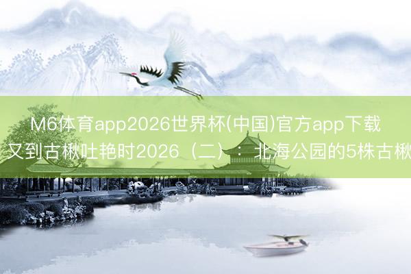 M6体育app2026世界杯(中国)官方app下载 又到古楸吐艳时2026（二）：北海公园的5株古楸
