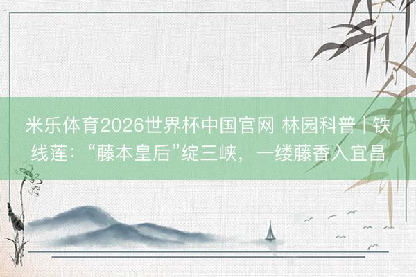 米乐体育2026世界杯中国官网 林园科普 | 铁线莲：“藤本皇后”绽三峡，一缕藤香入宜昌